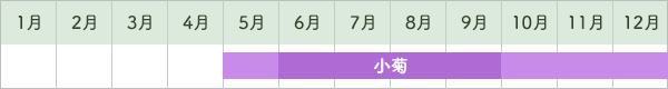 小菊出荷時期カレンダー