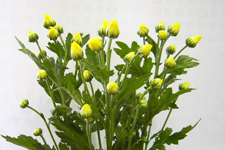 小菊